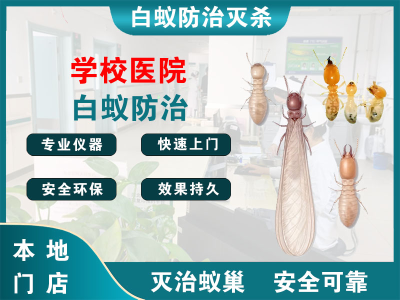 云龙学校医院白蚁防治