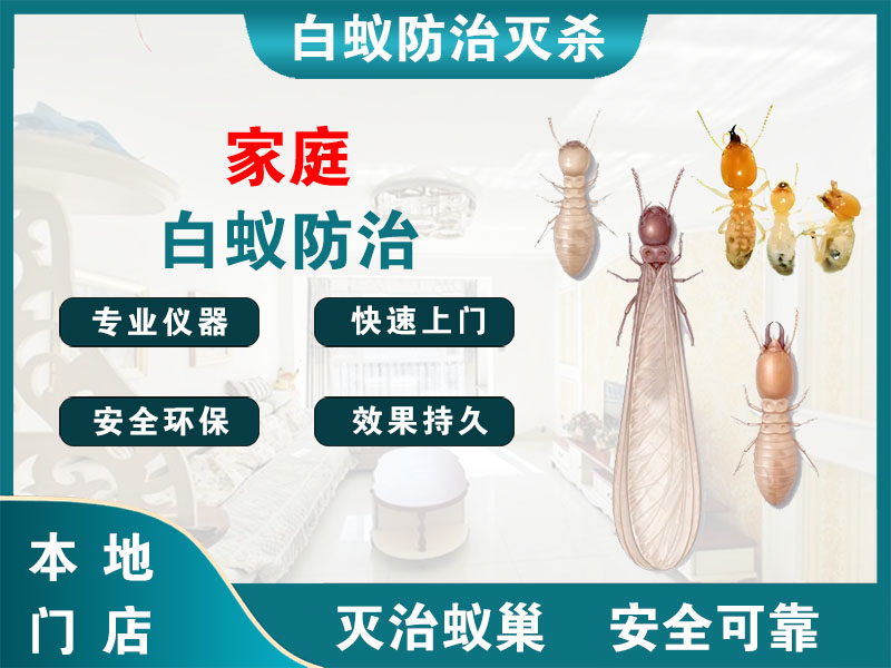 云龙家庭白蚁防治