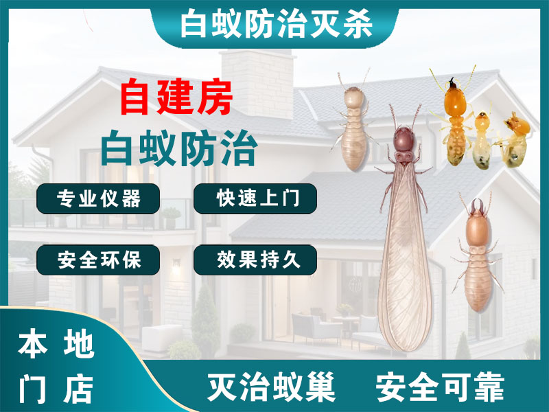 云龙自建房白蚁防治